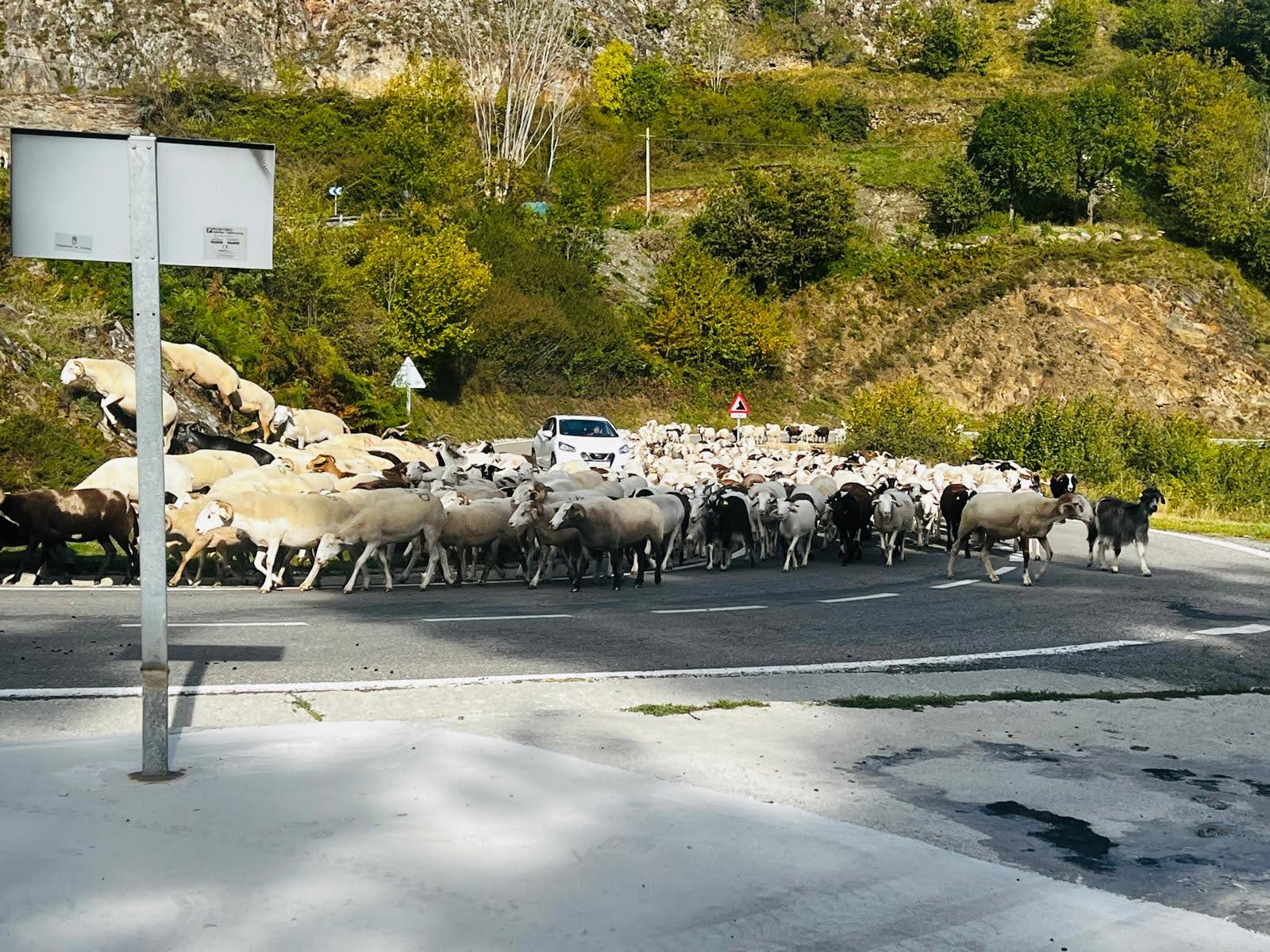 Troupeau sur la route du village